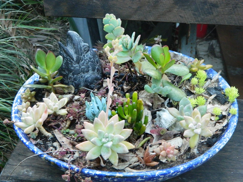 Bowl of succulents